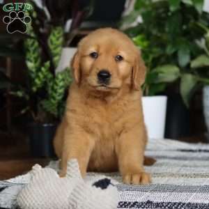 Brody, Golden Retriever Puppy